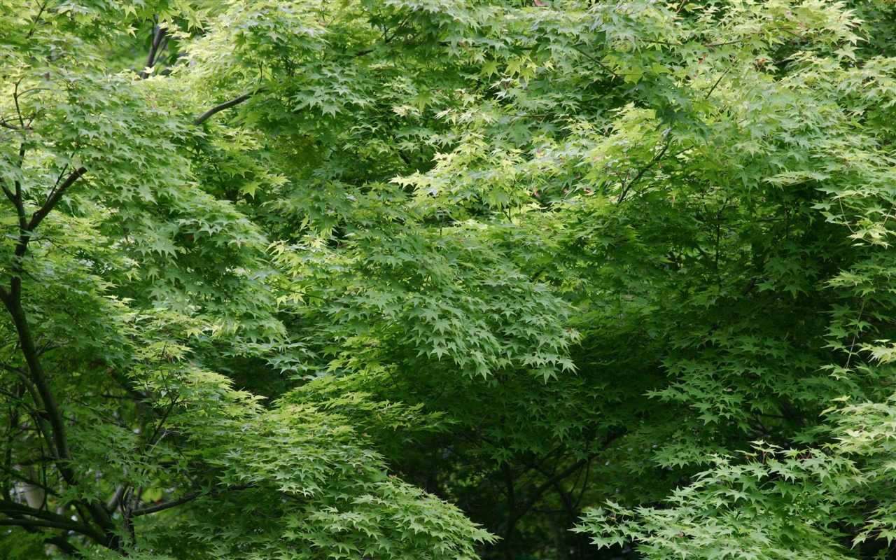 MAC OS X 系統 高清壁紙(一) #17 - 1280x800