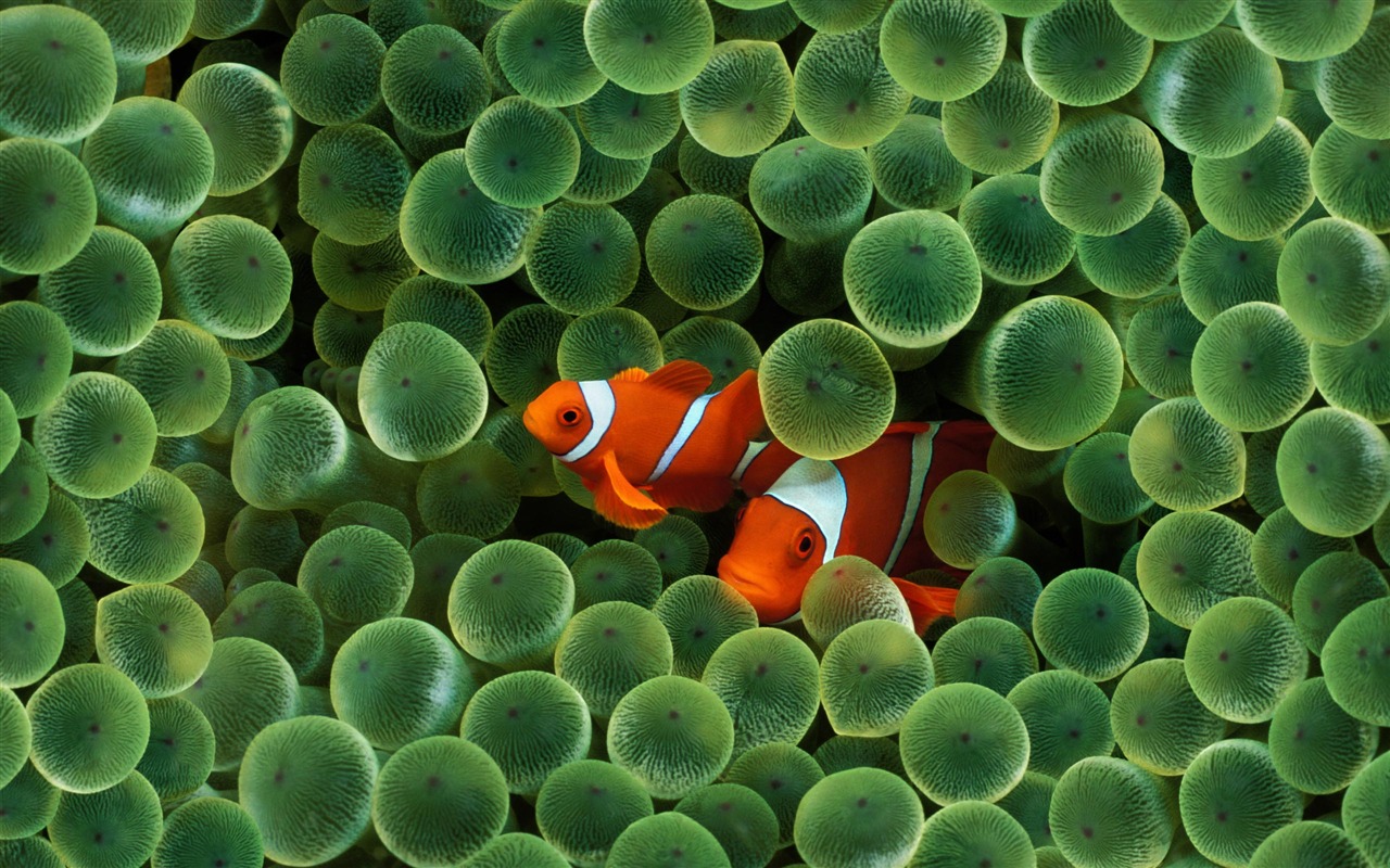 MAC OS X system HD Wallpaper (2) #20 - 1280x800