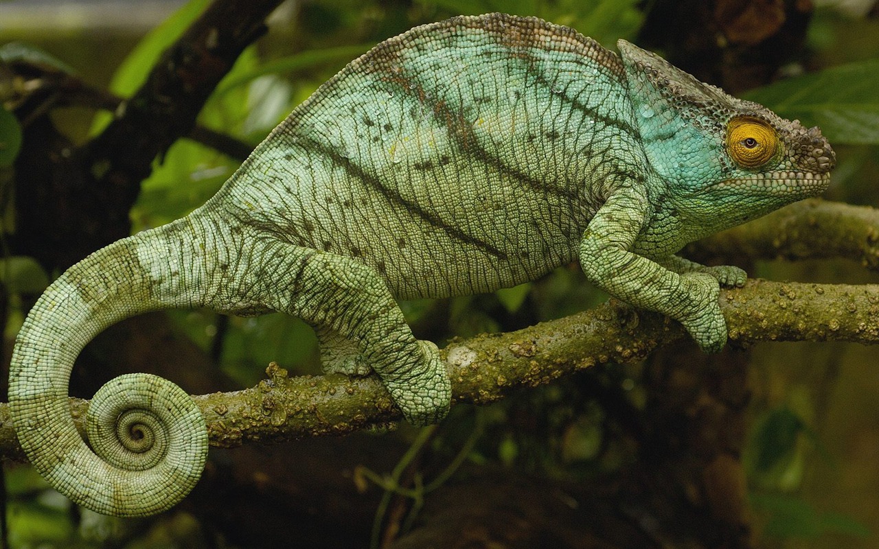 動物壁紙合集(11) #6 - 1280x800