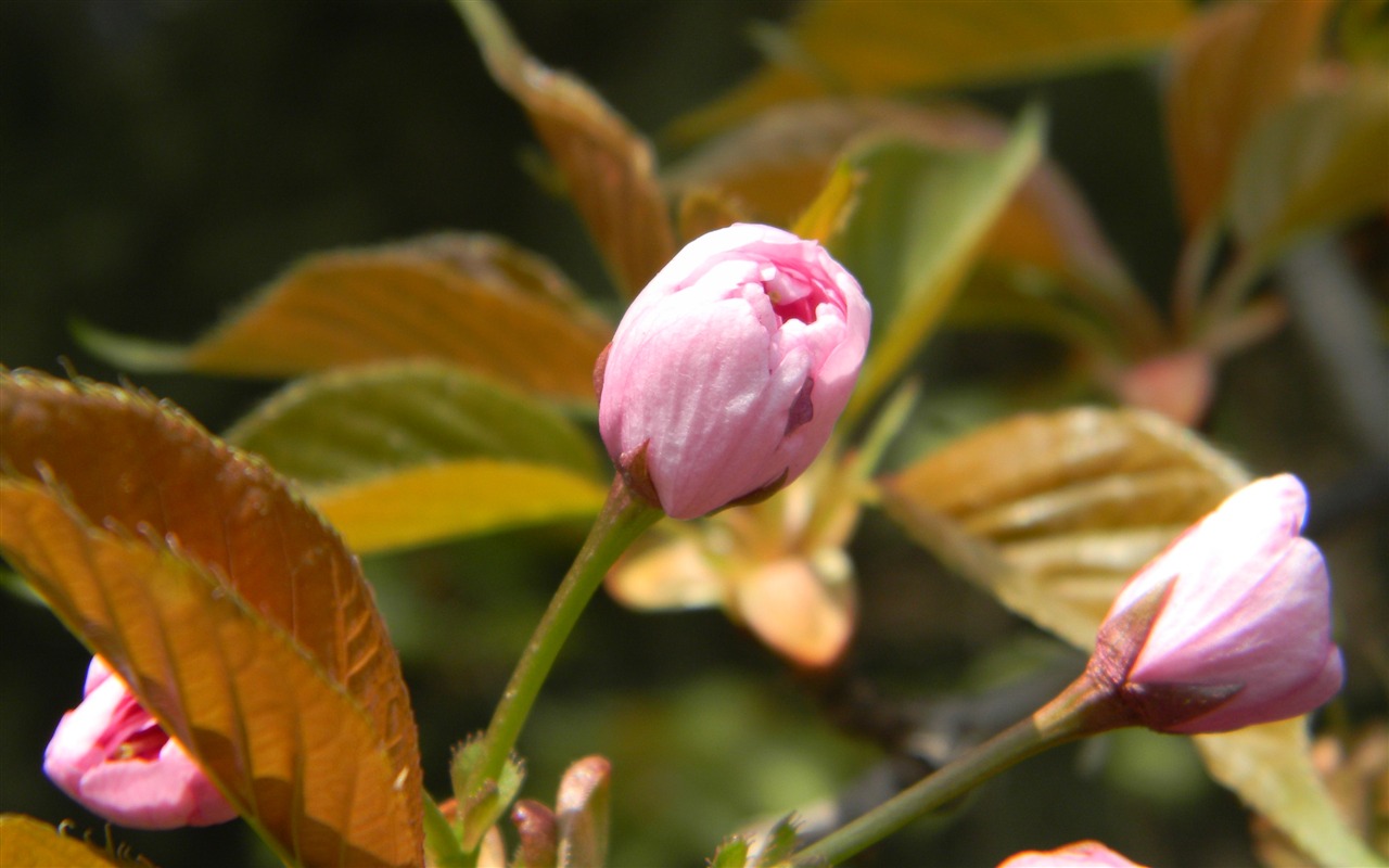 Flowers HD photography collection (1) #1 - 1280x800