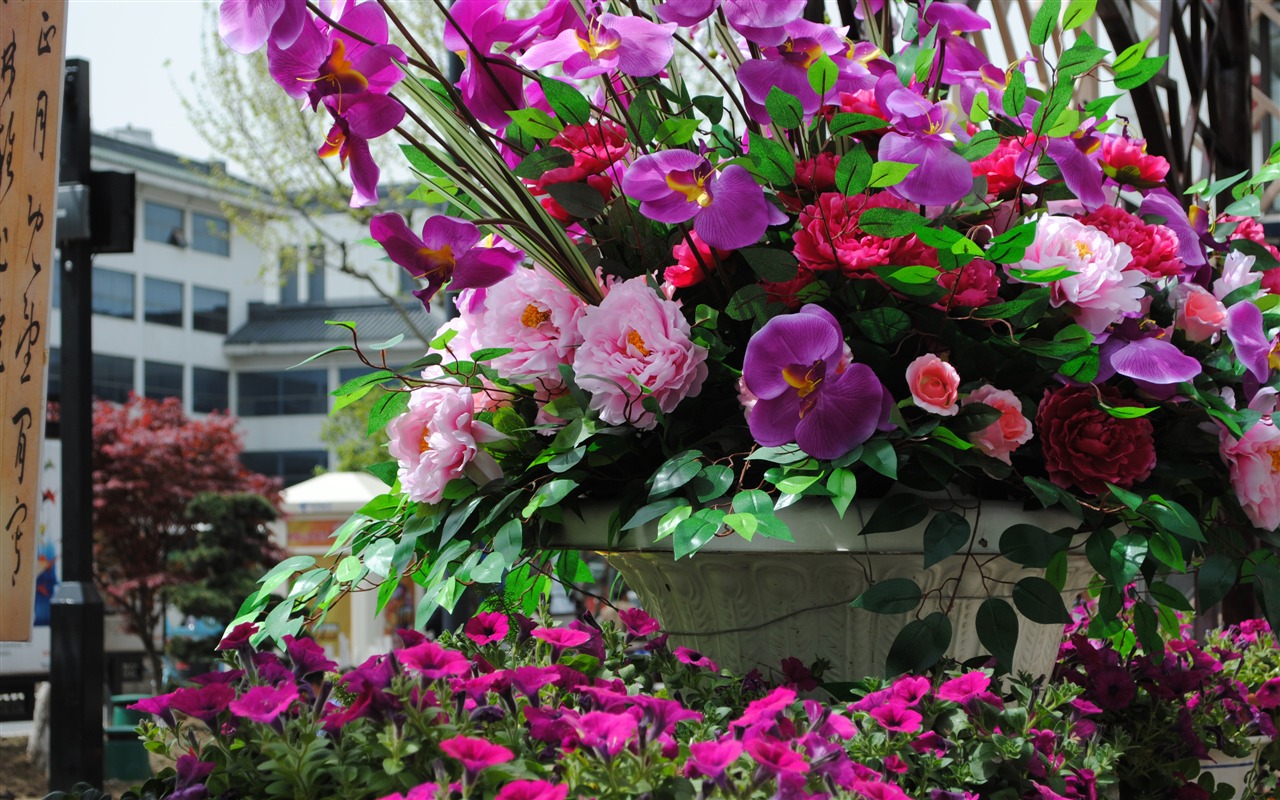 花草攝影 高清合集(一) #16 - 1280x800