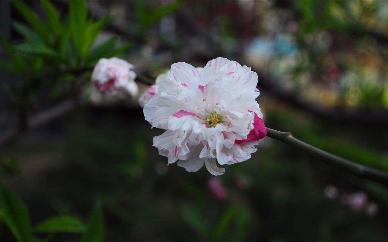 花草攝影 高清合集(一) #19 - 1280x800