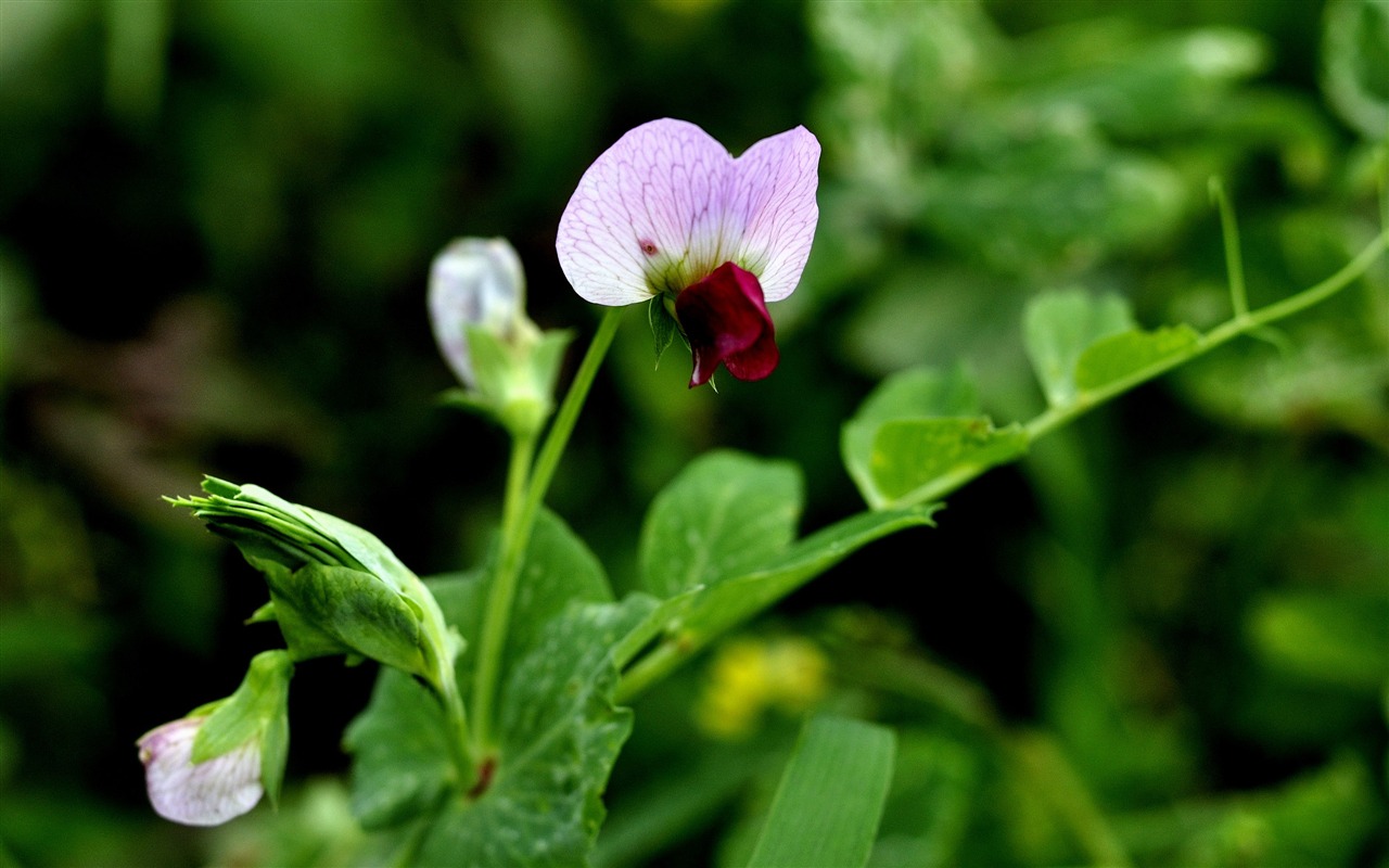 Flowers HD photography collection (2) #1 - 1280x800