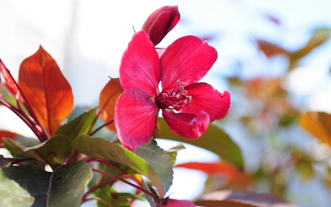 Flowers HD photography collection (2) #3 - 1280x800