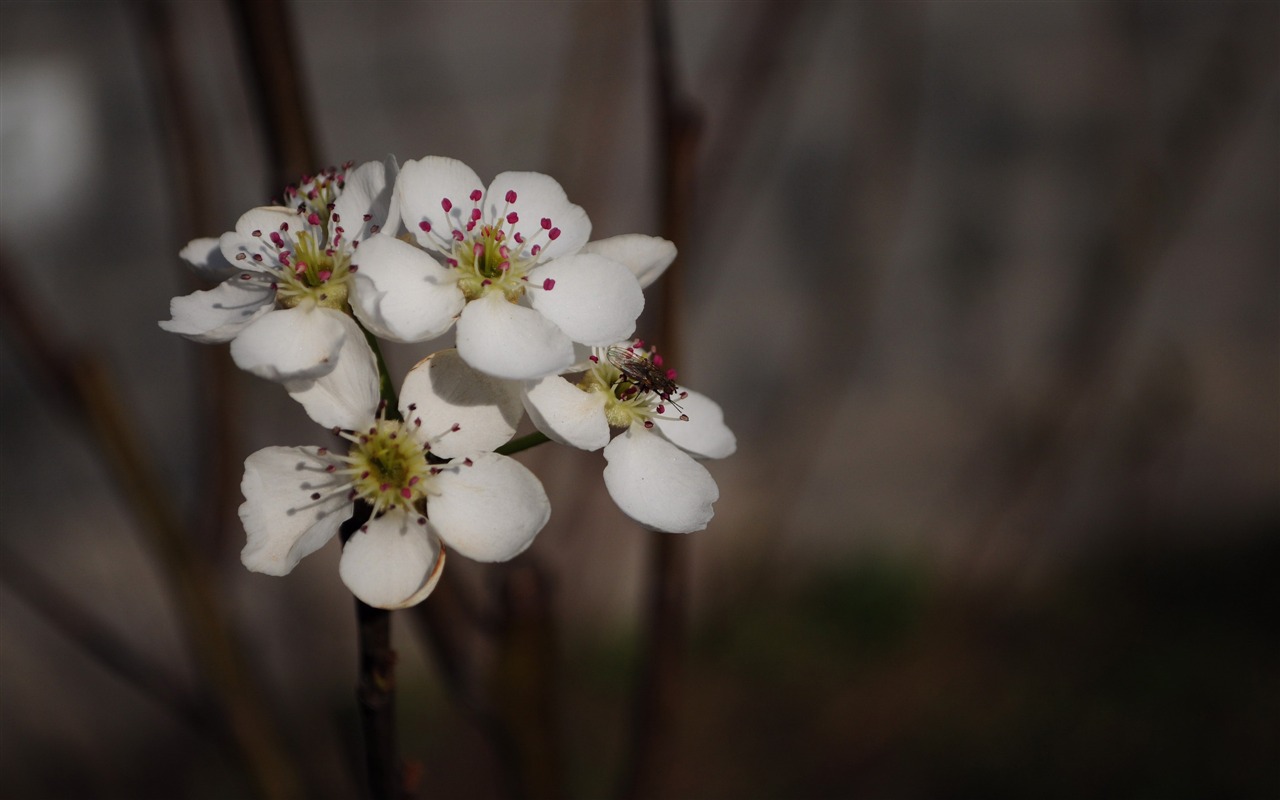 꽃의 HD 사진 모음 (2) #5 - 1280x800