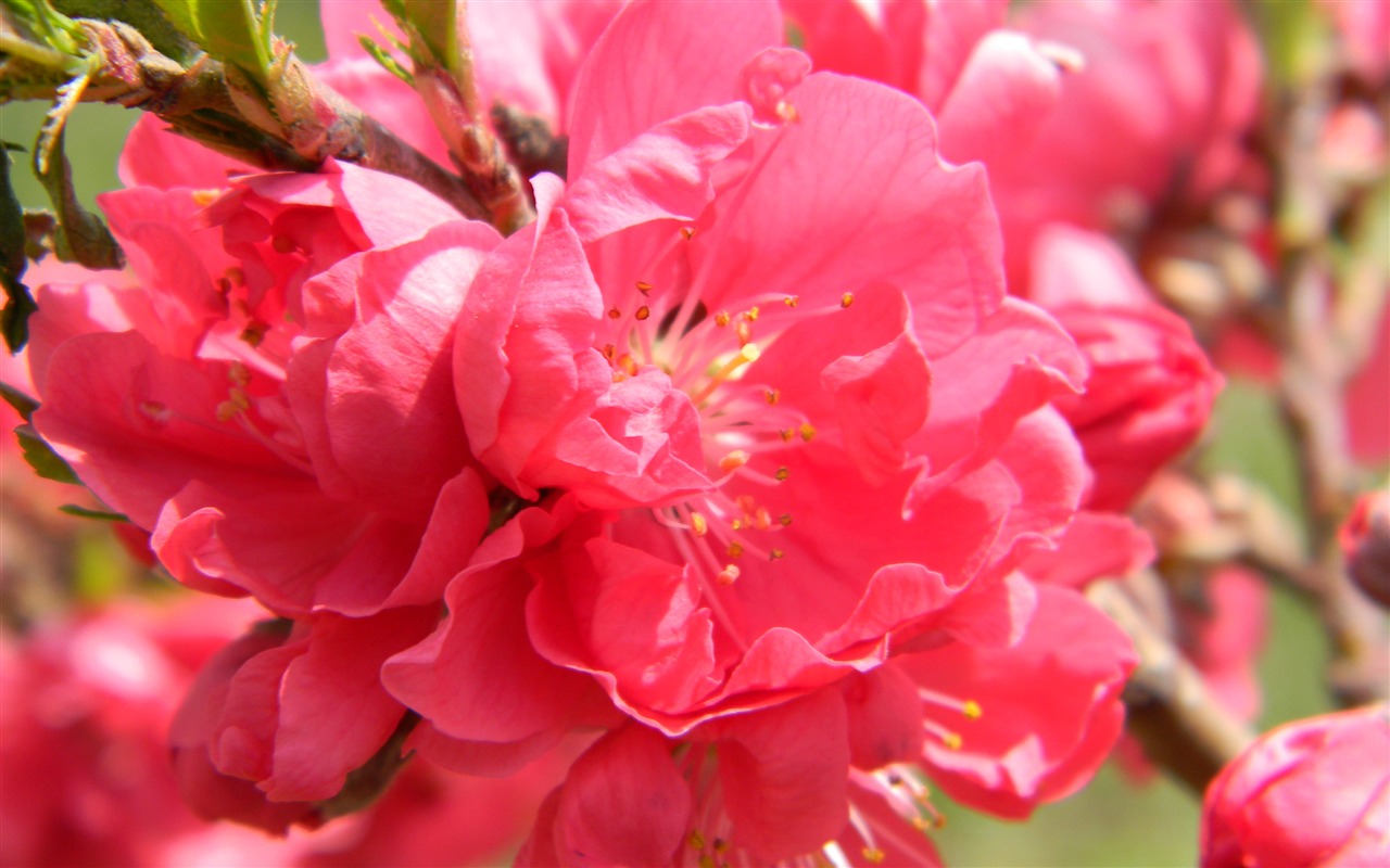 Flowers HD photography collection (2) #14 - 1280x800
