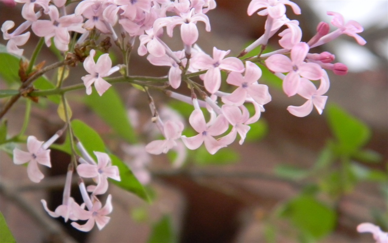 花草摄影 高清合集(二)15 - 1280x800