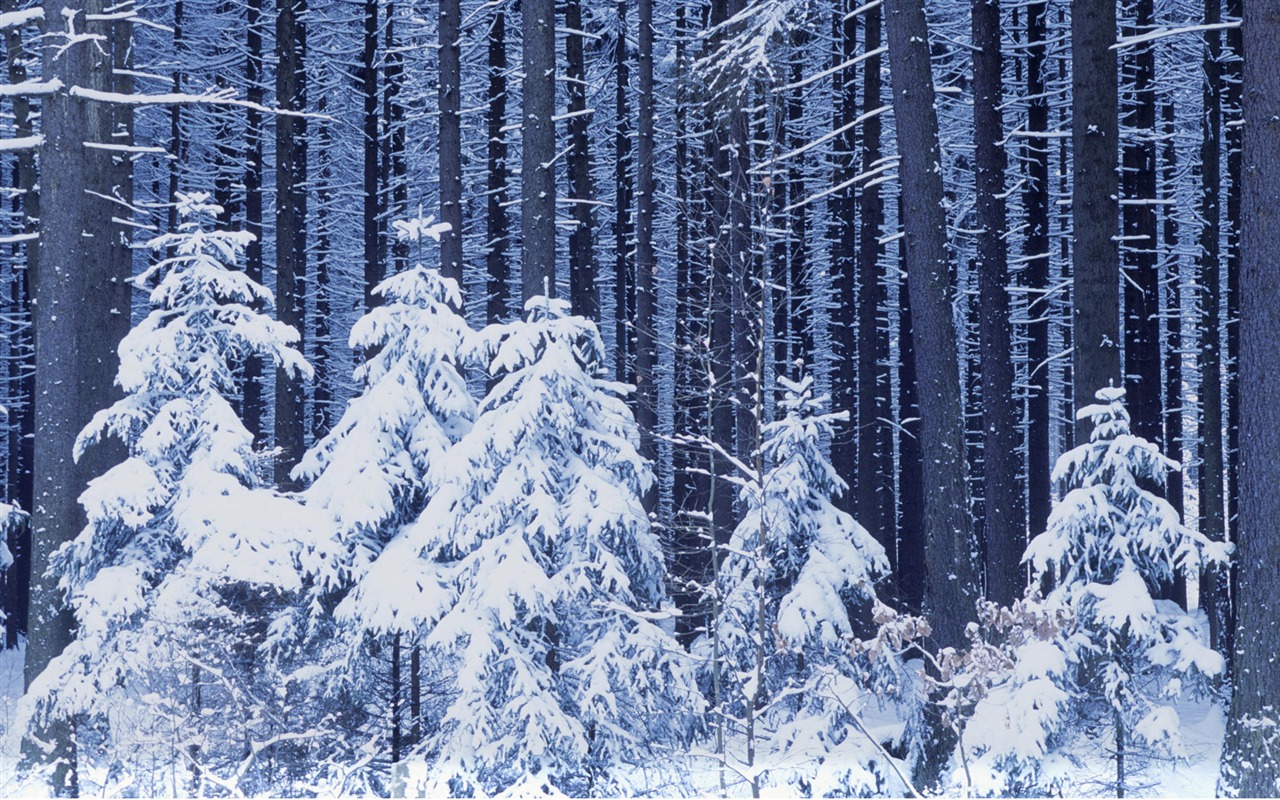 Sníh širokoúhlý tapety (1) #2 - 1280x800