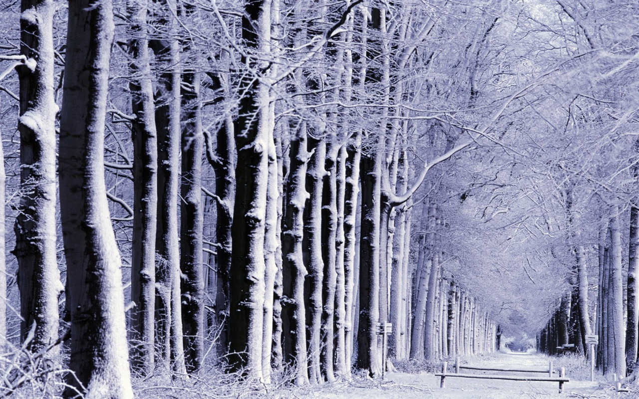 Fond d'écran panoramique de neige (1) #18 - 1280x800