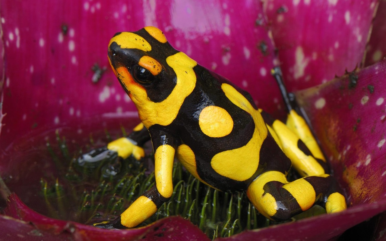 Animal Wallpaper Collection (12) #14 - 1280x800