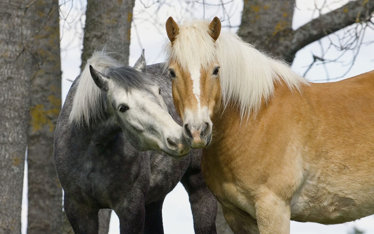 Animal Wallpaper Collection (12) #20 - 1280x800