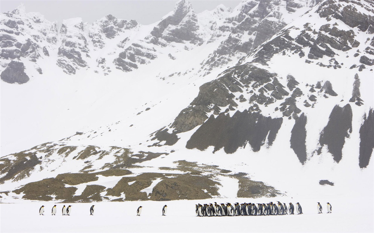 Snow widescreen wallpaper (2) #2 - 1280x800