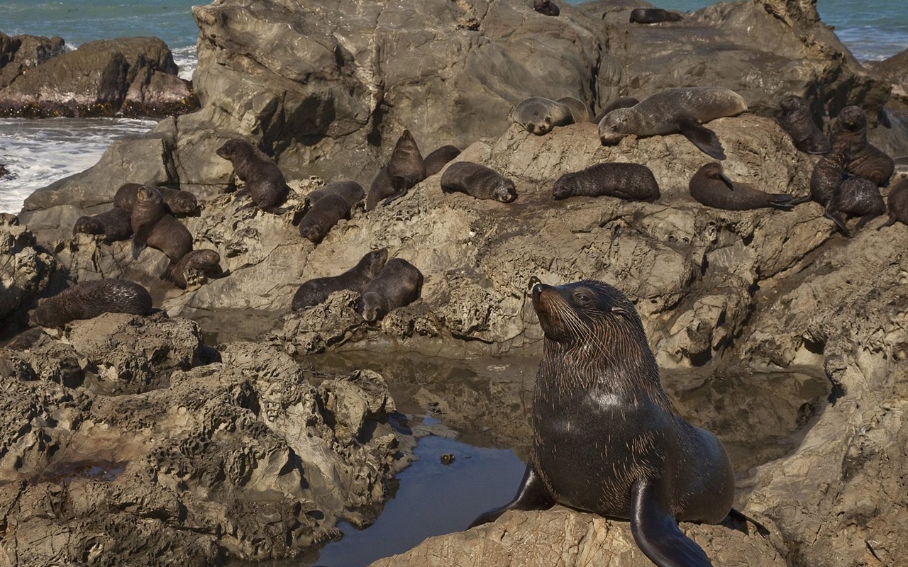 Animal Wallpaper Collection (15) #15 - 1280x800