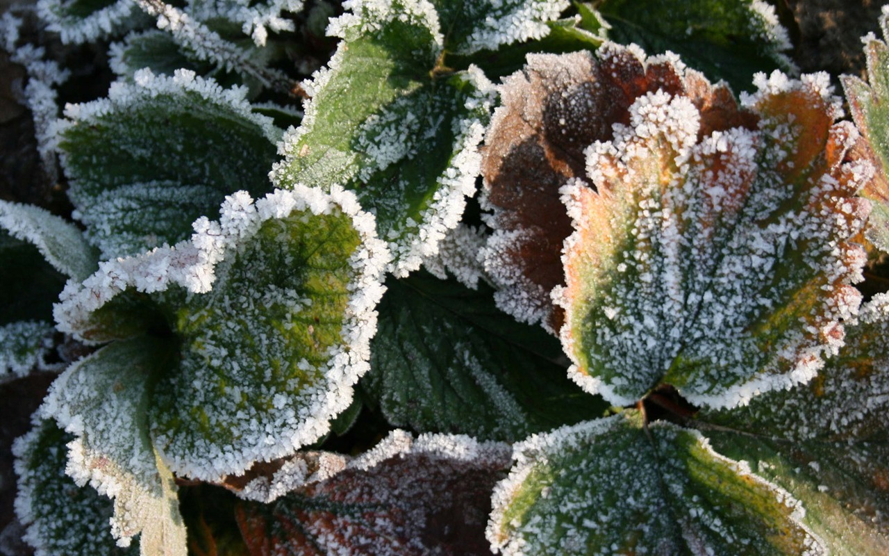 冰雪植物 壁紙專輯(二) #1 - 1280x800