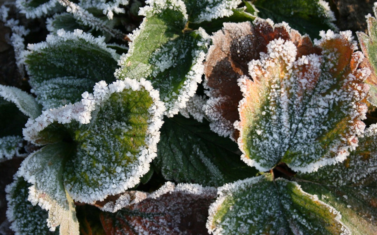 Ice Plant écran Album (2) #1 - 1280x800