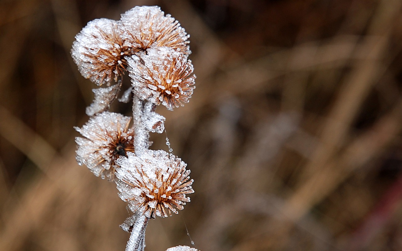 冰雪植物 壁纸专辑(二)2 - 1280x800