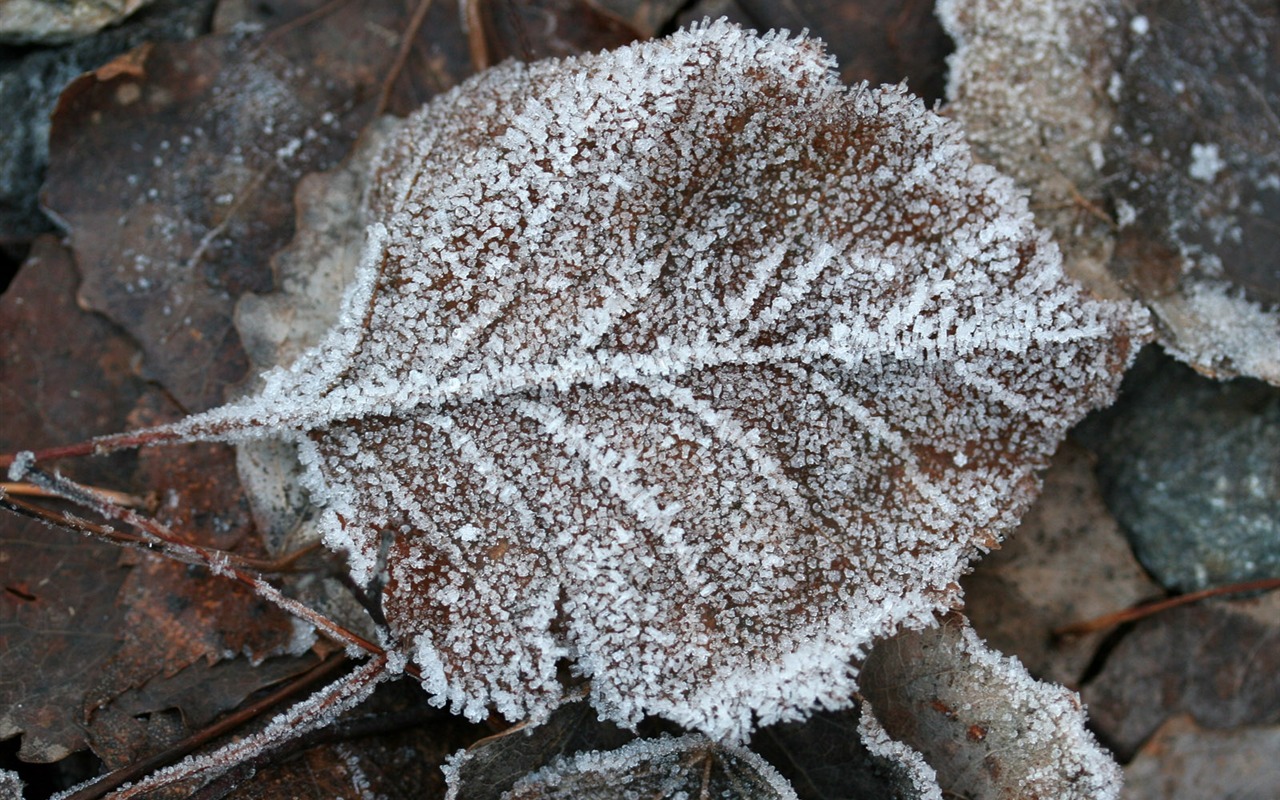 冰雪植物 壁紙專輯(二) #3 - 1280x800