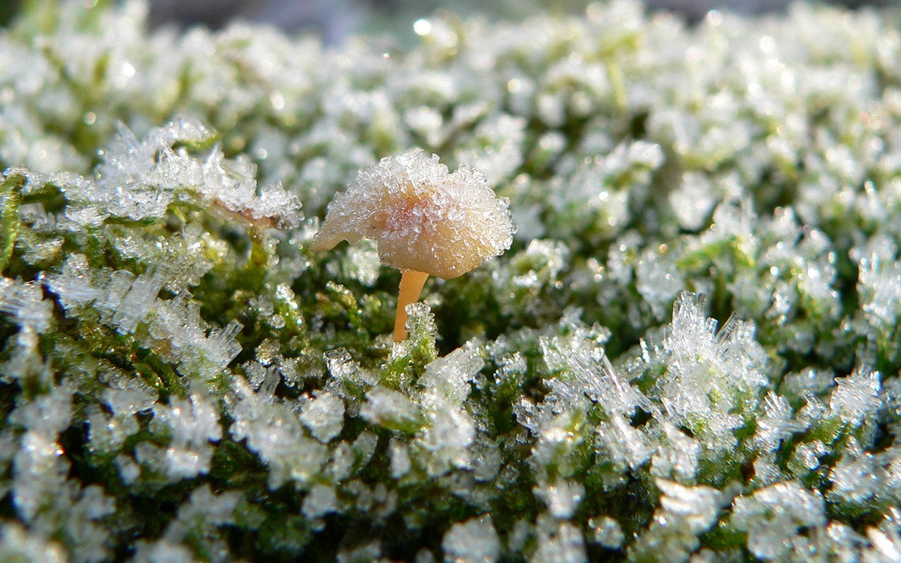 冰雪植物 壁紙專輯(二) #4 - 1280x800