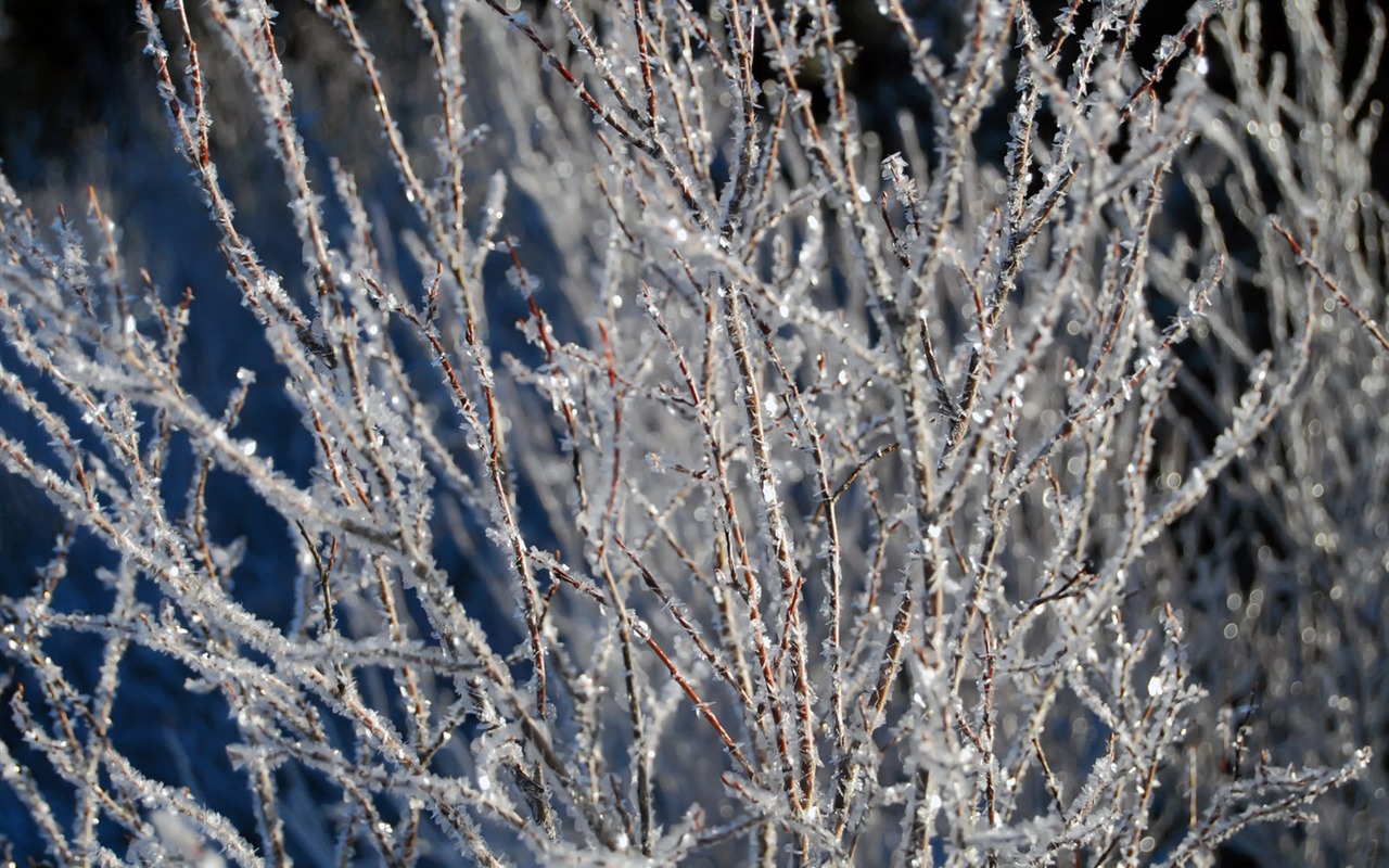 冰雪植物 壁紙專輯(二) #5 - 1280x800