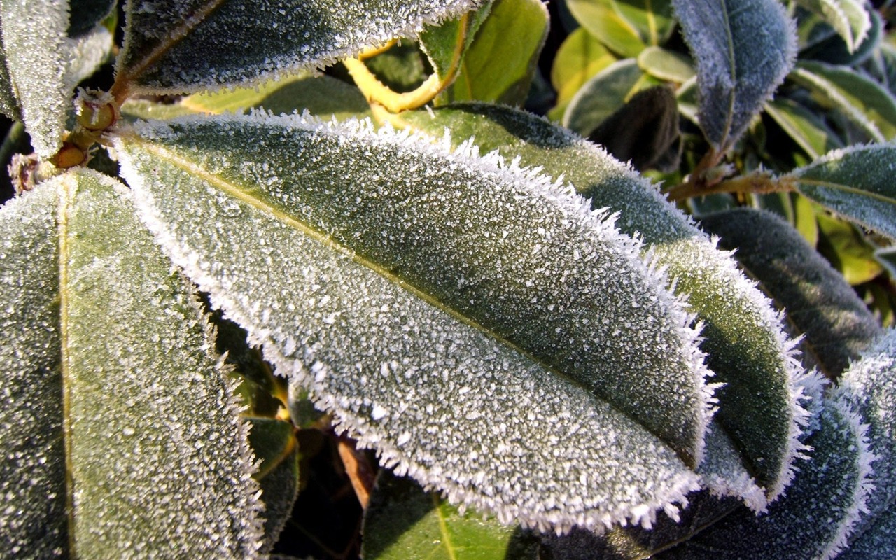 冰雪植物 壁纸专辑(二)6 - 1280x800