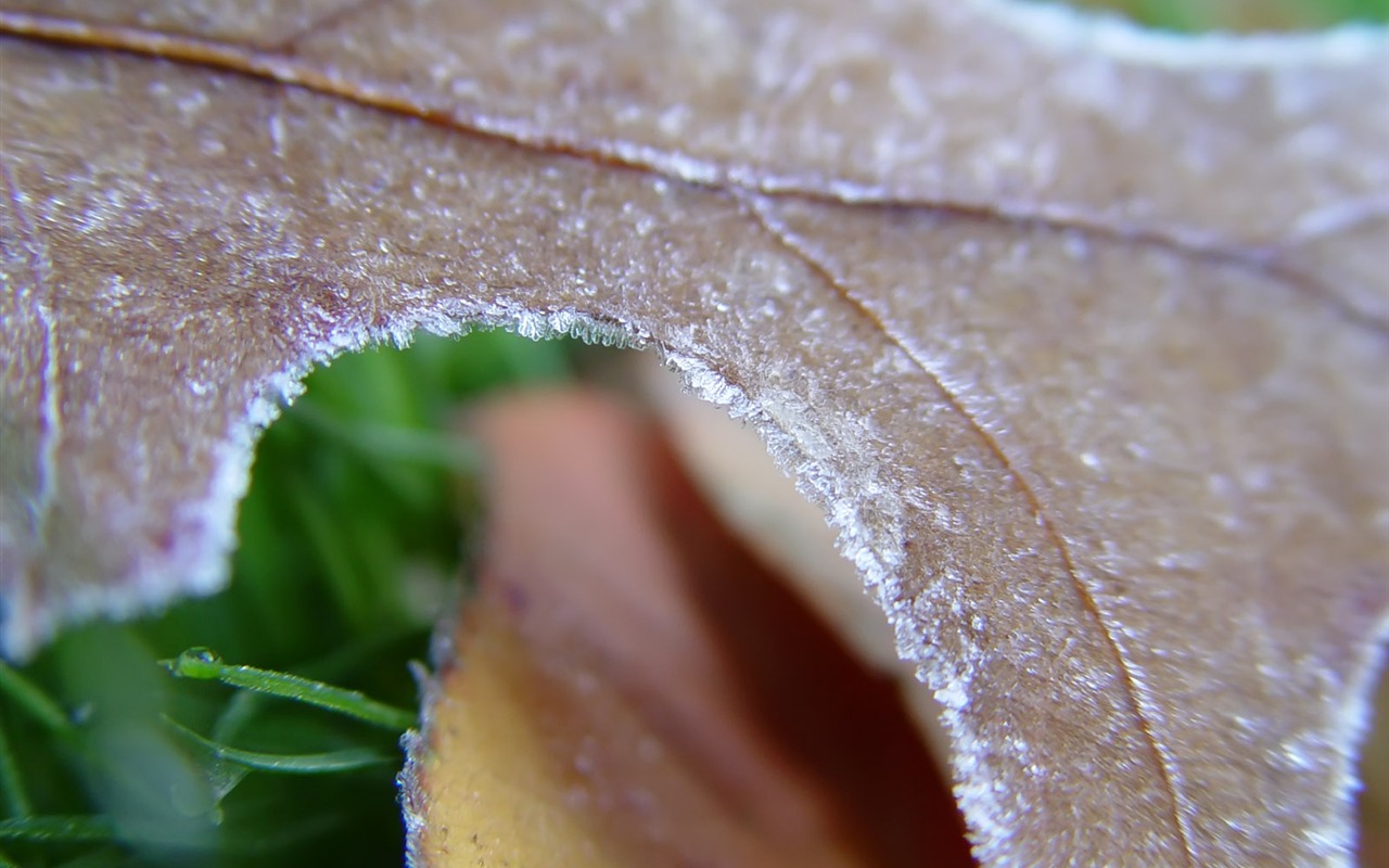 Ice plant Wallpapers Album (2) #7 - 1280x800