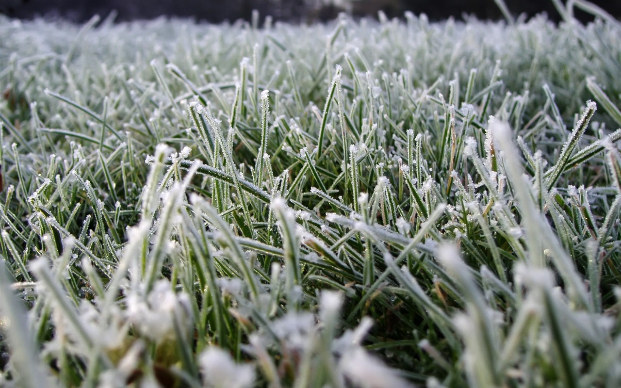 Ice plant Wallpapers Album (2) #8 - 1280x800