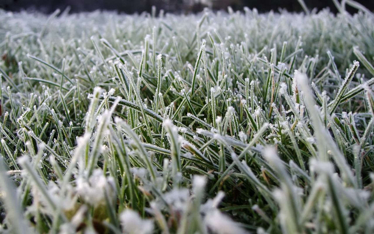 冰雪植物 壁纸专辑(二)8 - 1280x800