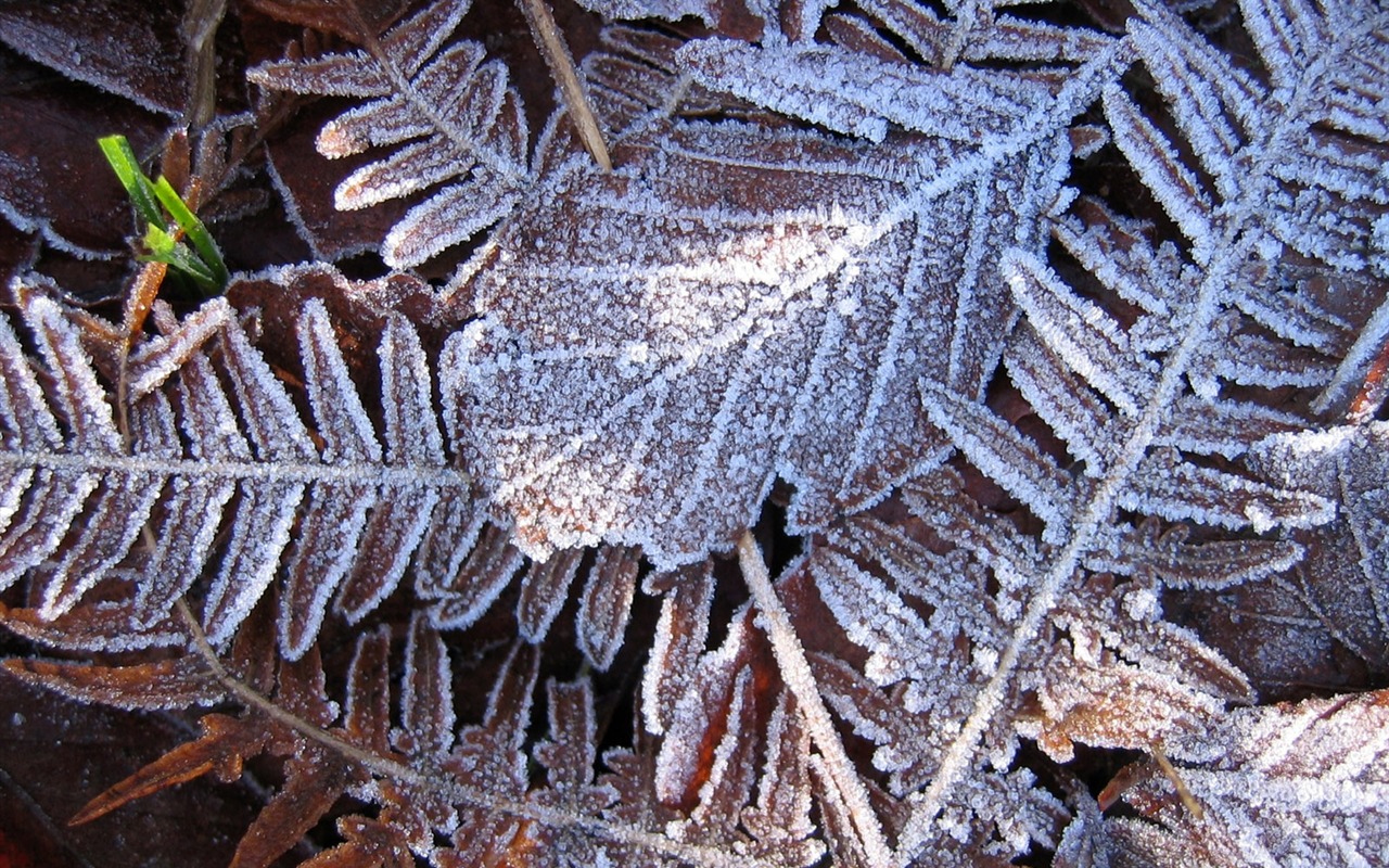 冰雪植物 壁紙專輯(二) #9 - 1280x800