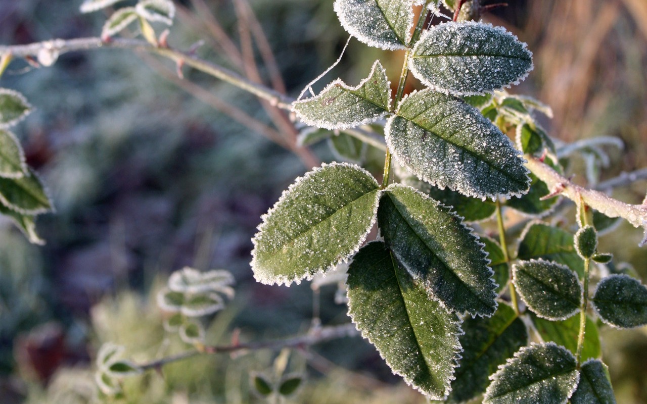 冰雪植物 壁紙專輯(二) #10 - 1280x800