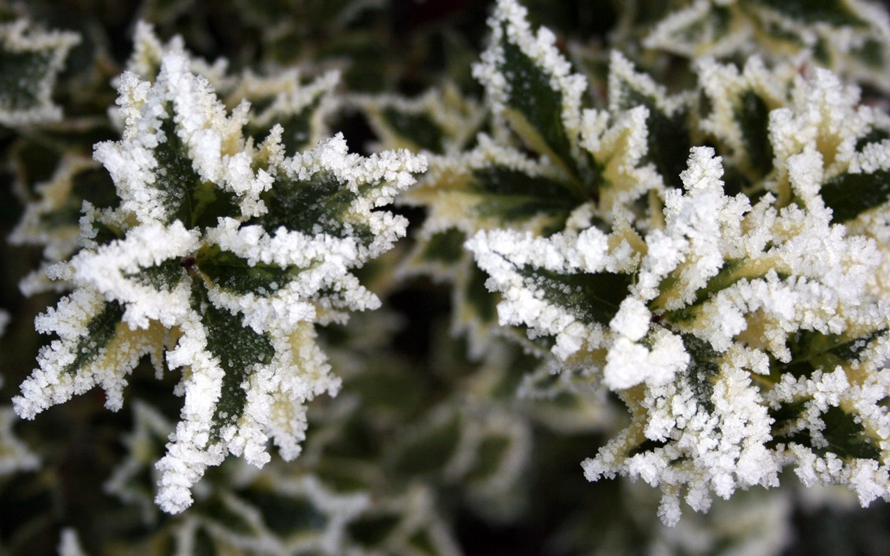 冰雪植物 壁紙專輯(二) #11 - 1280x800