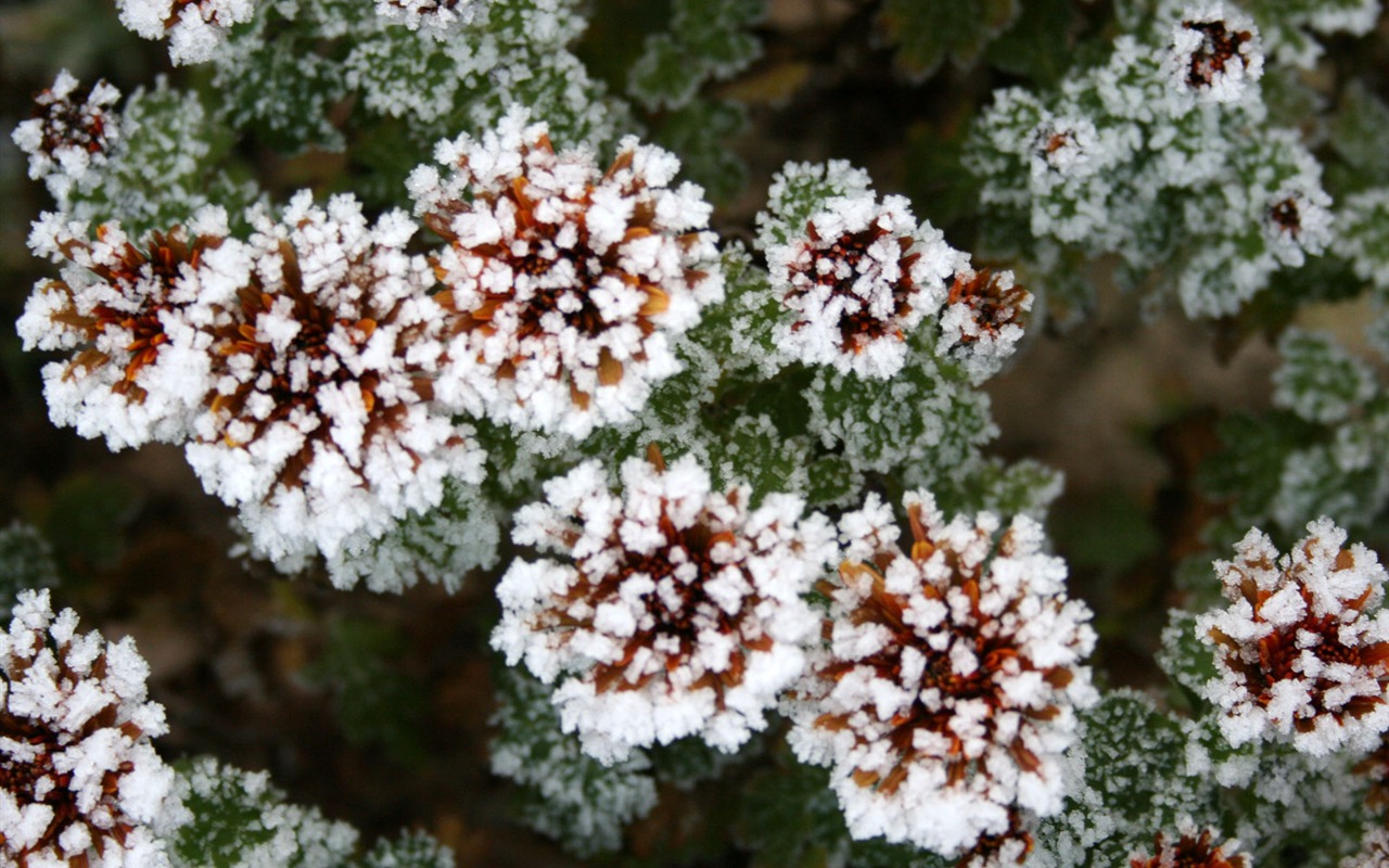 冰雪植物 壁纸专辑(二)12 - 1280x800