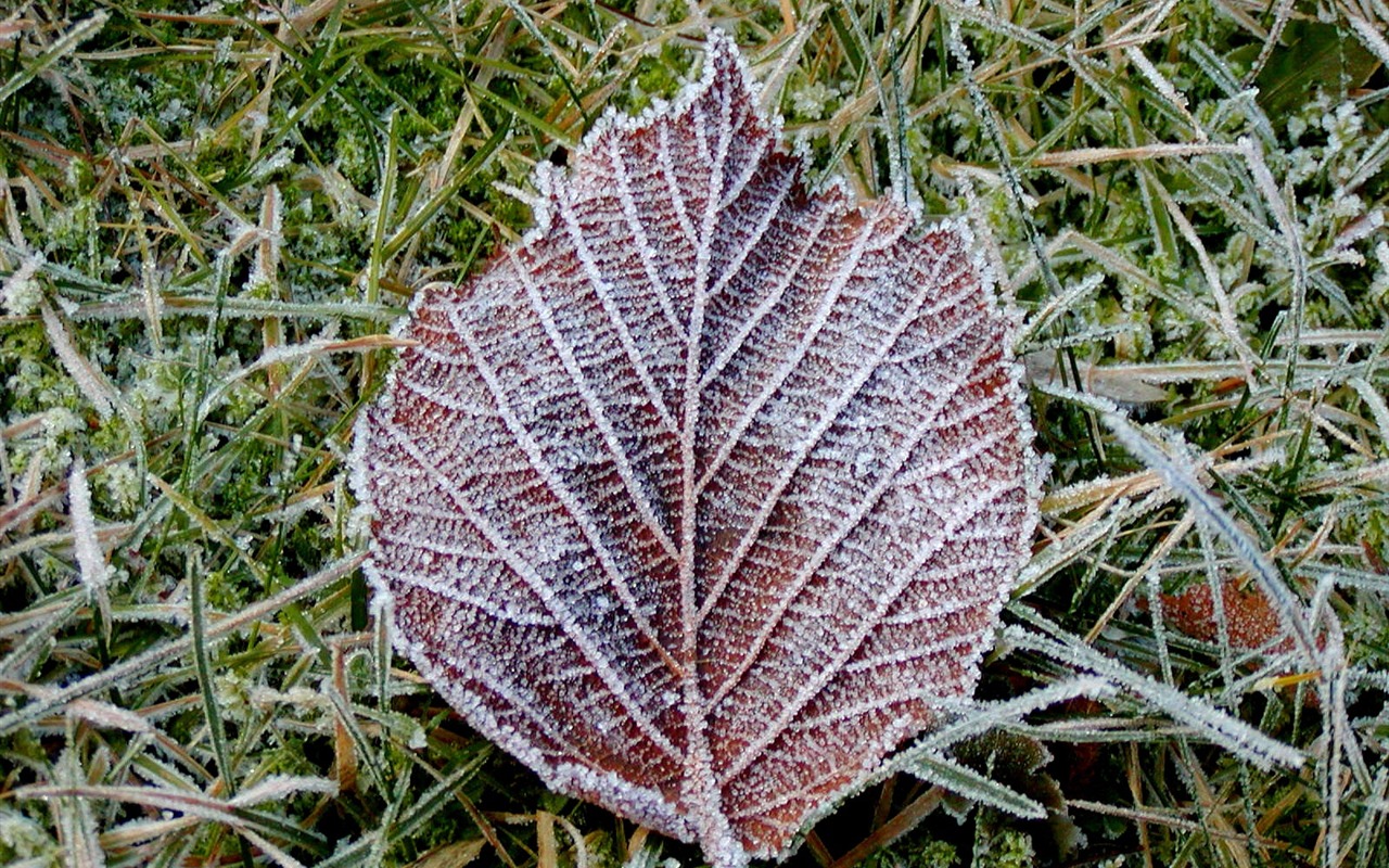 冰雪植物 壁紙專輯(二) #13 - 1280x800
