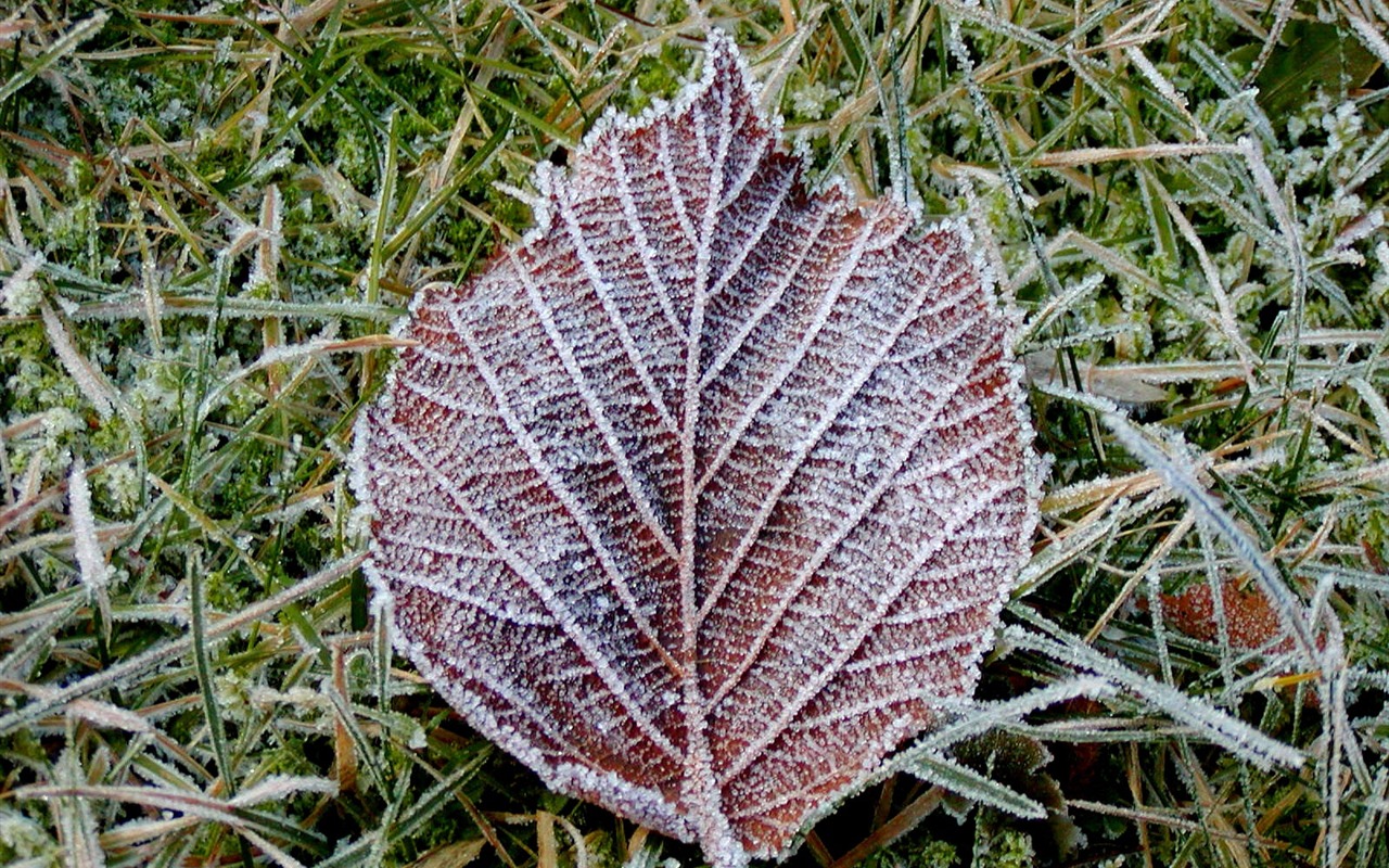 冰雪植物 壁纸专辑(二)13 - 1280x800