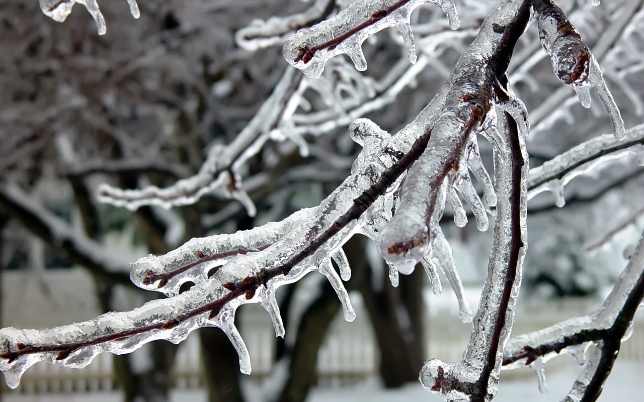 冰雪植物 壁纸专辑(二)14 - 1280x800