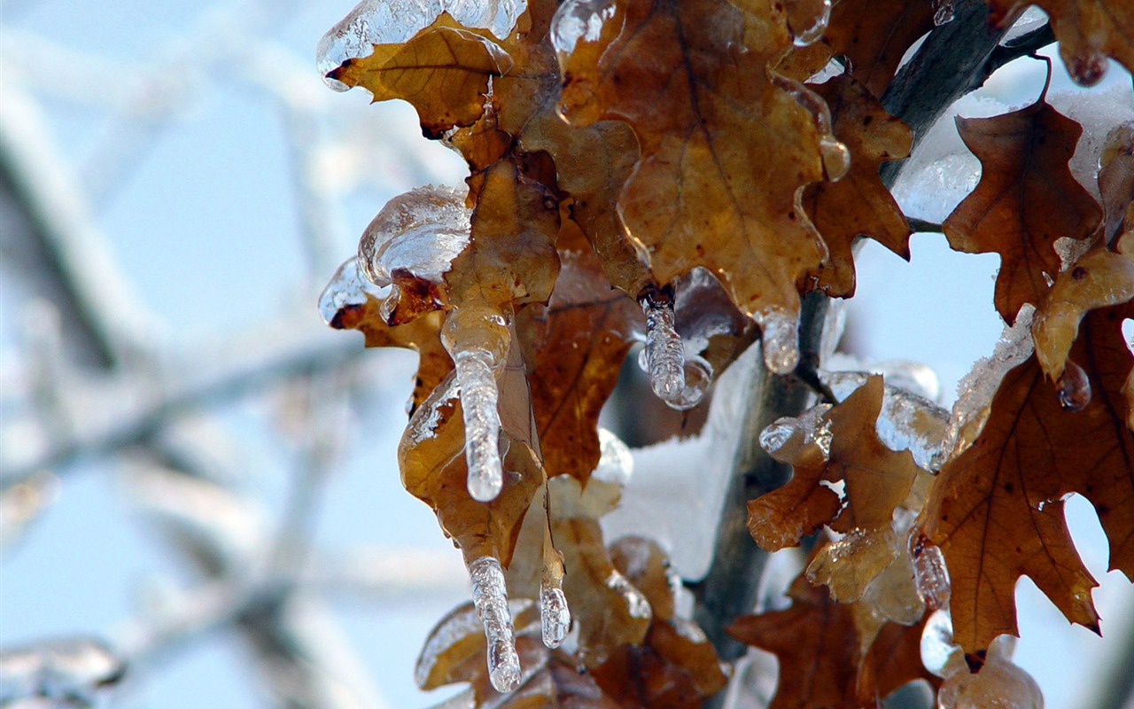 冰雪植物 壁紙專輯(二) #15 - 1280x800