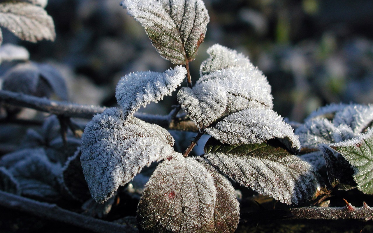 冰雪植物 壁紙專輯(二) #16 - 1280x800