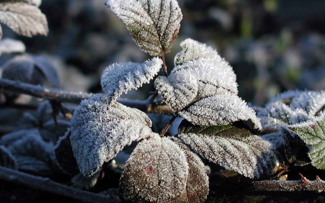 冰雪植物 壁纸专辑(二)16 - 1280x800