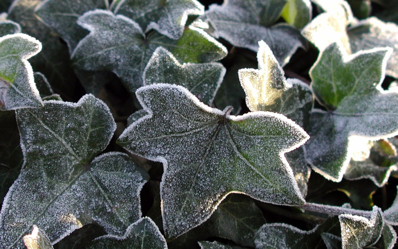 Ice plant Wallpapers Album (2) #17 - 1280x800