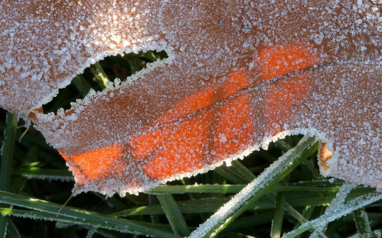 冰雪植物 壁纸专辑(二)18 - 1280x800