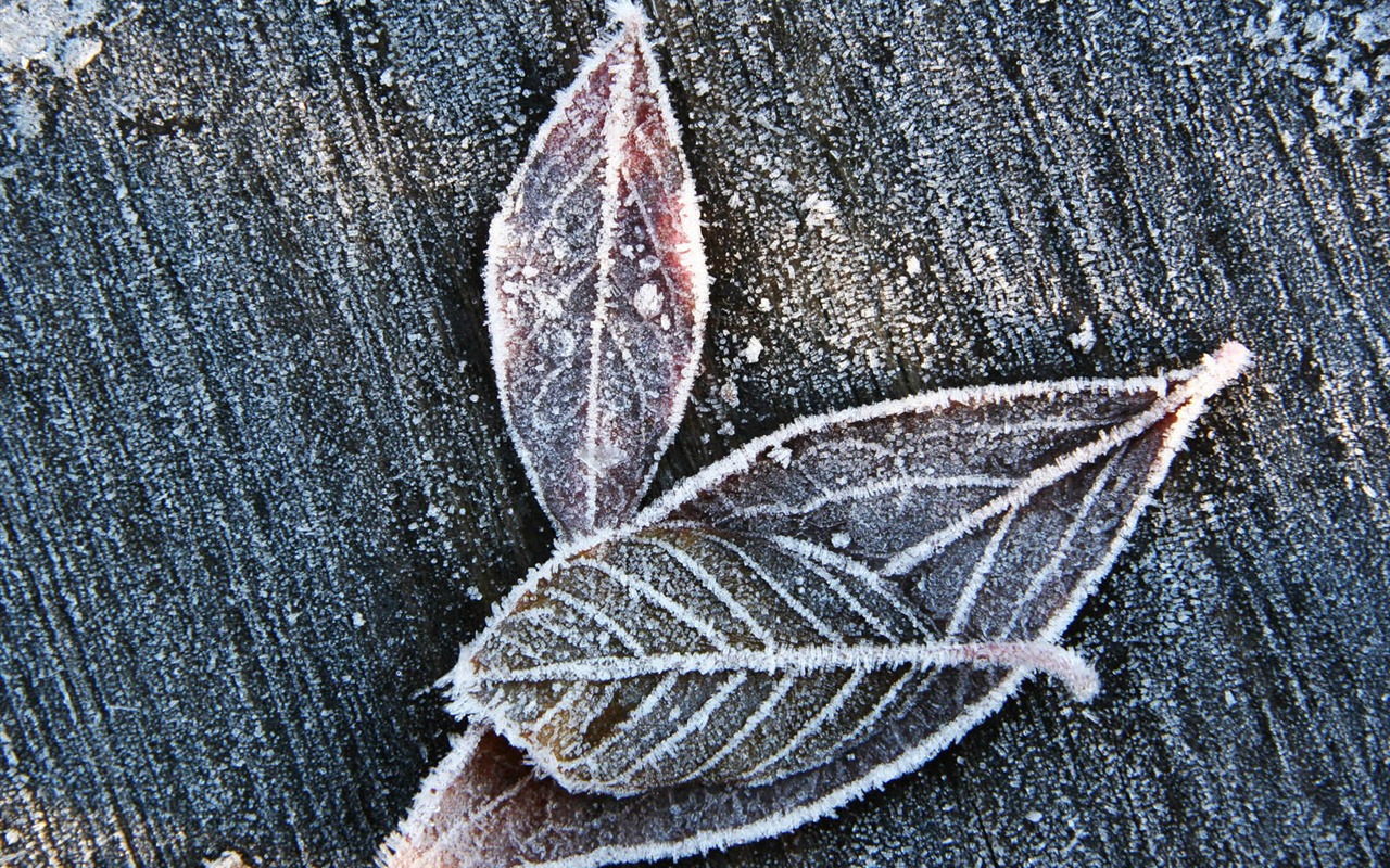 Ice Plant écran Album (2) #19 - 1280x800