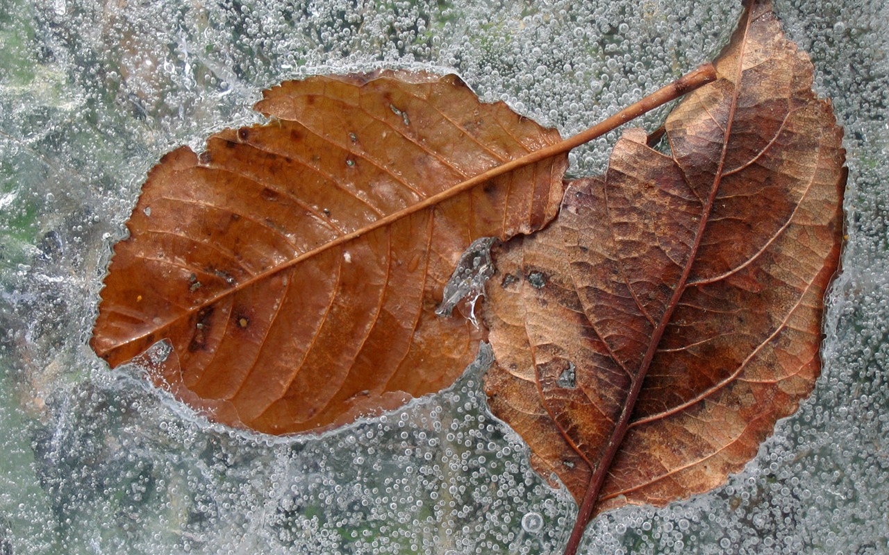 冰雪植物 壁纸专辑(二)20 - 1280x800