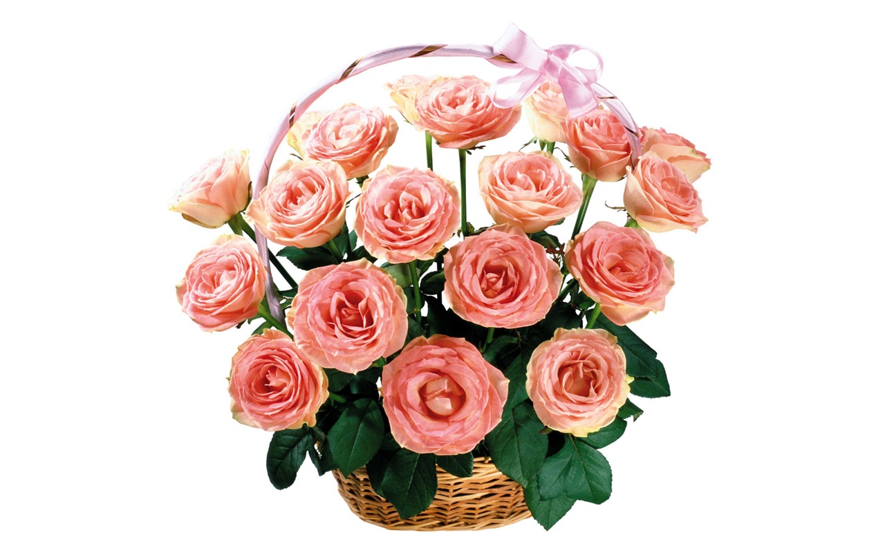 Rose Photo Wallpaper (3) #13 - 1280x800