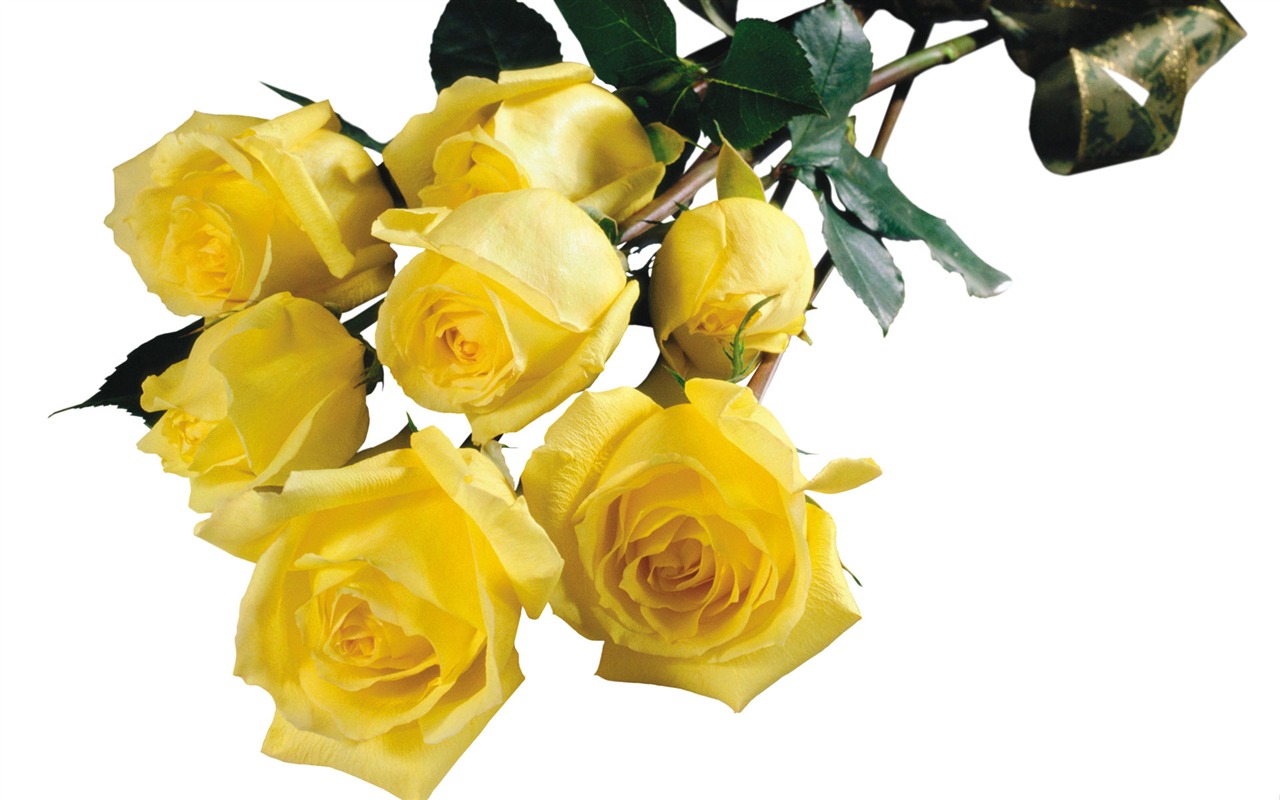 Rose Photo Wallpaper (3) #15 - 1280x800