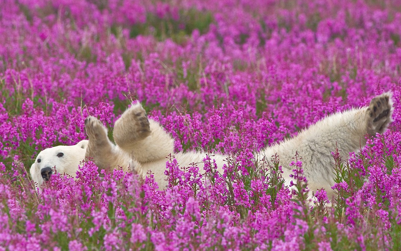 動物壁紙合集(16) #6 - 1280x800