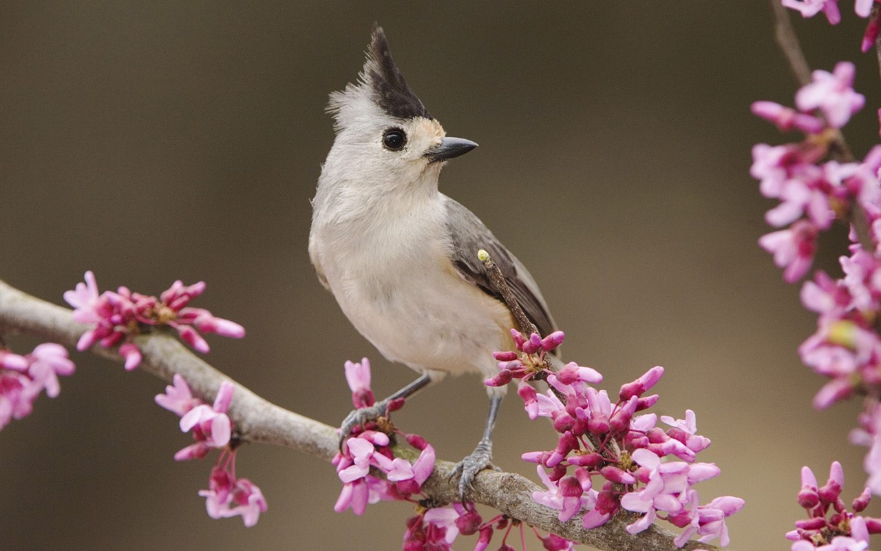 Animal Wallpaper Collection (17) #6 - 1280x800