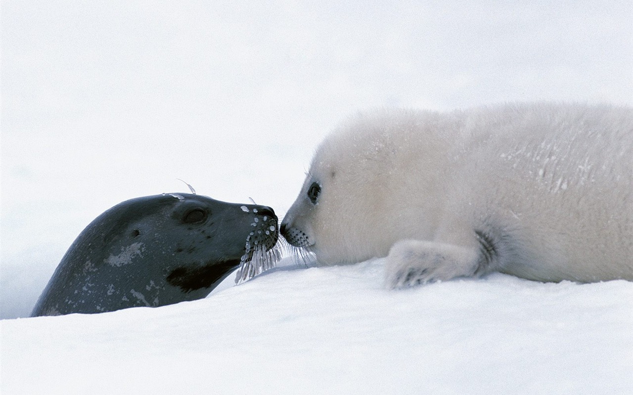 Animal Wallpaper Collection (17) #11 - 1280x800