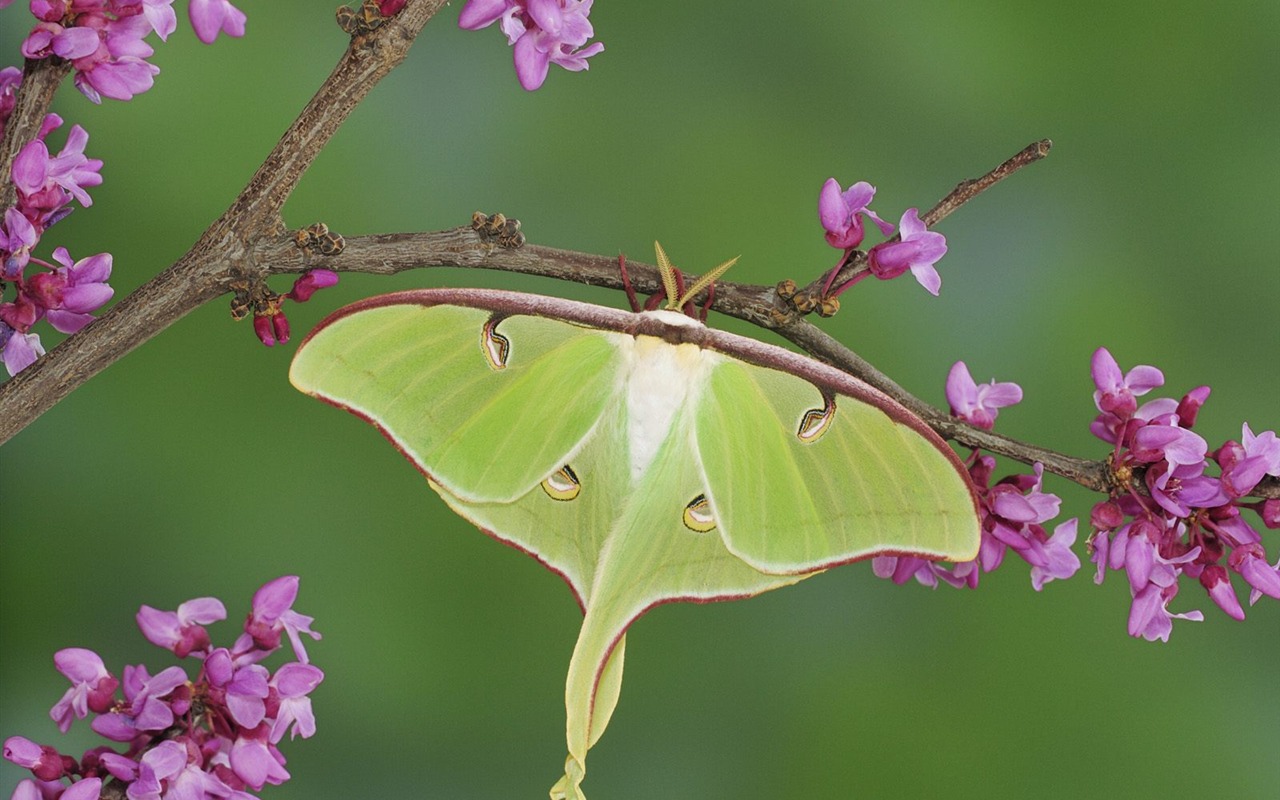 Animal Wallpaper Collection (17) #14 - 1280x800