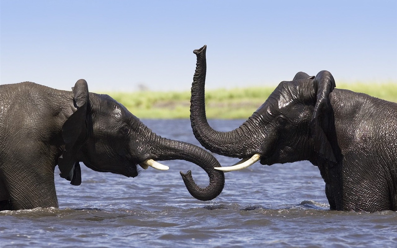 Animal Wallpaper Collection (17) #20 - 1280x800