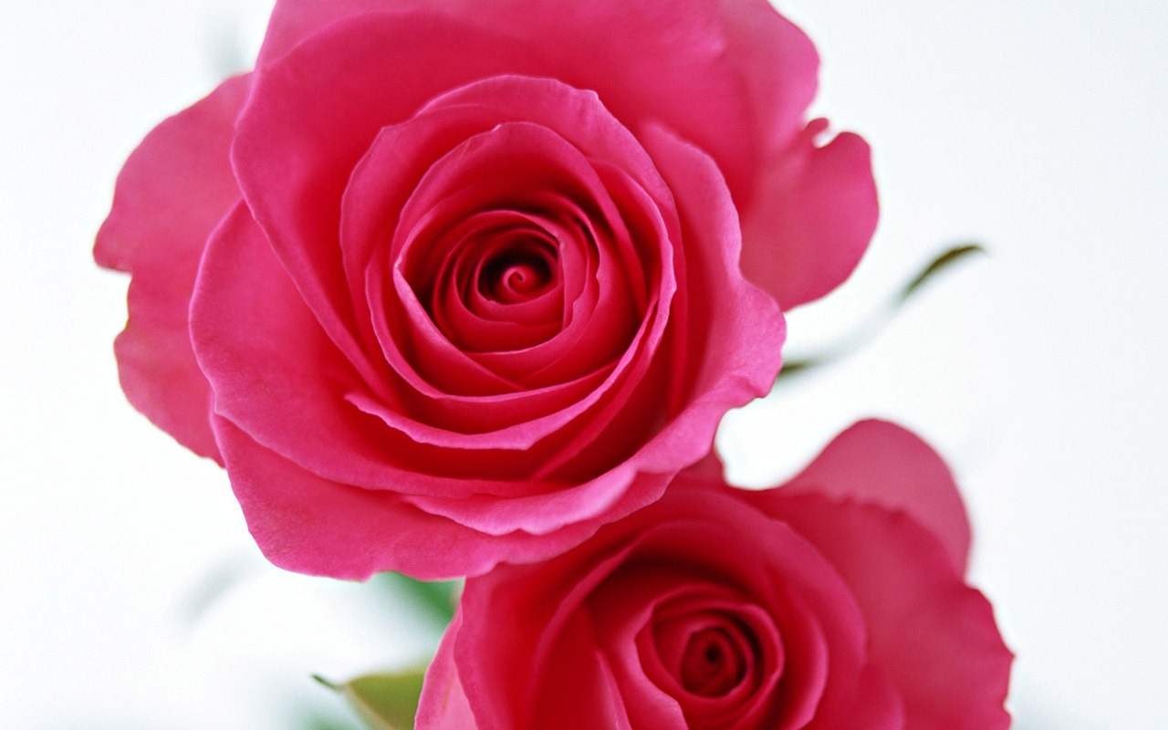 Rose Photo Wallpaper (4) #1 - 1280x800