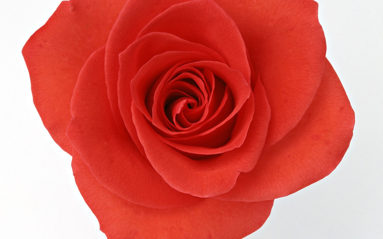 Rose Foto tapety (4) #2 - 1280x800